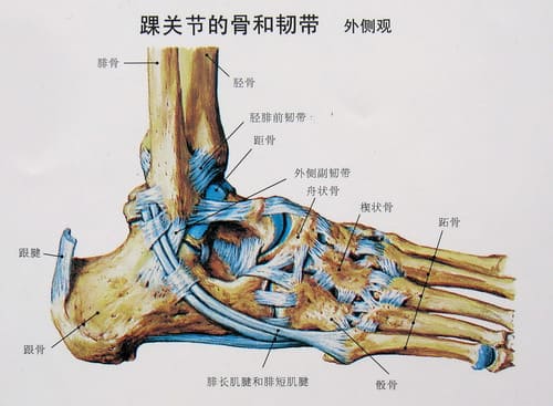 腳骨關(guān)節(jié)外觀(guān)膝關(guān)節(jié)骨密度研究.jpg